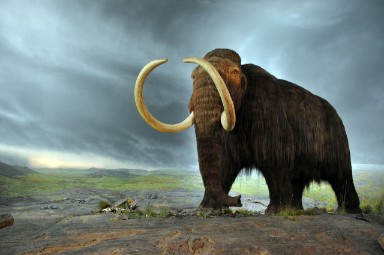 Kindercollege: het prehistorische dier de Mammoet